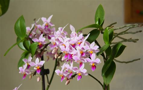 eq蝴蝶蘭|姬蝴蝶蘭故事介紹 Phal. equestris